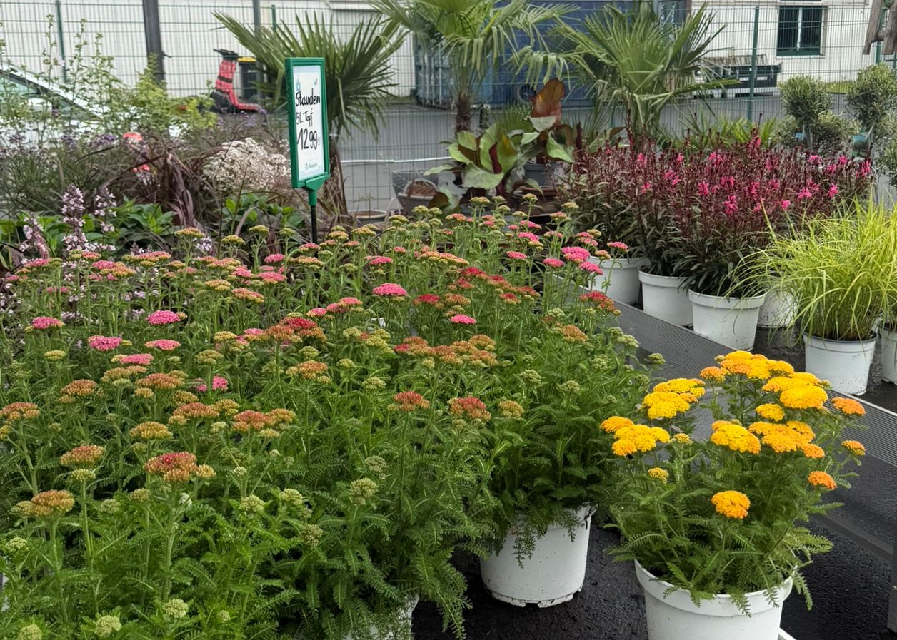 Monheimer Blumenmarkt